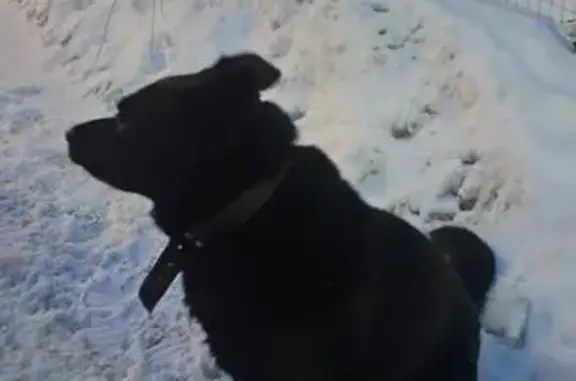 Найдена собака, Воронеж, фото: Найден собака, мужской, Газовый переулок, 34, Воронеж