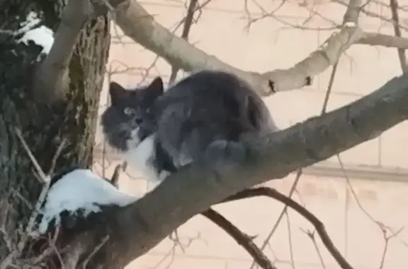 Найдена кошка, Иваново, фото: Найдена кошка, Советская улица, 6, Иваново - тёмно-серая с белой грудкой