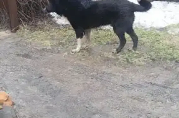 Найдена собака, Рассветовское, фото: Найден собака, мужской, Рассветовское сельское поселение, Ростовская область - молодой и дружелюбный