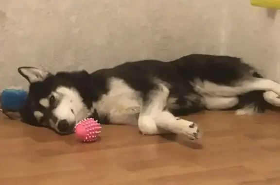 Пропала собака, Аптекарская улица, 35, Екатеринбург - черно-белая с белыми пятнами - photo