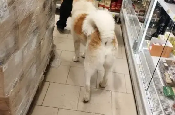 Найдена собака, Марфино, фото: Найдена собака, Ильинская улица, 23, Марфино - вес около 50 кг, спокойная