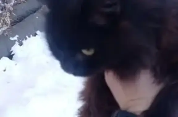 Найдена кошка, Омск, фото: Найдена кошка, 2-я Совхозная улица, 29, Омск
