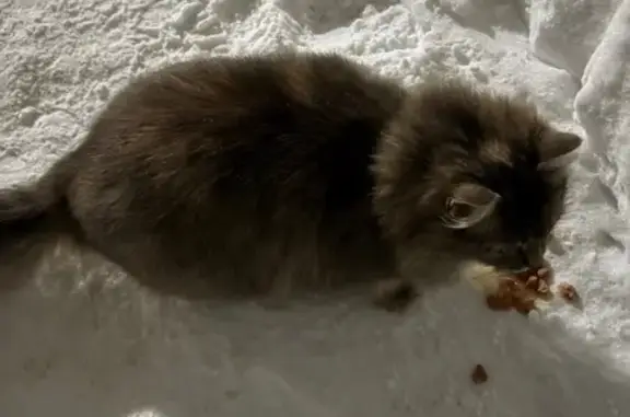 Найдена кошка, Орёл, фото: Найдена кошка, Раздольная улица, 43А, Орёл - пугливая, прячется под машинами