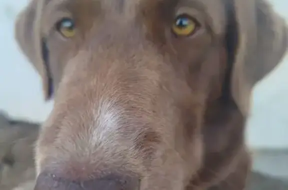 Пропала собака, Куток, Краснодарский край - коричневая шерсть, средний размер - photo