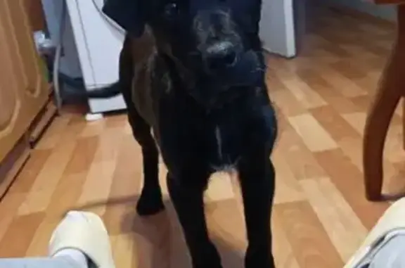 Найдена собака, Новомичуринск, фото: Найдена собака, Комсомольская улица, Новомичуринск