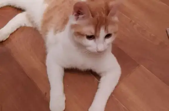 Найденные животные Иркутск, фото: Найдена кошка, Депутатская улица, 51, Иркутск - миниатюрная с рыже-белым окрасом