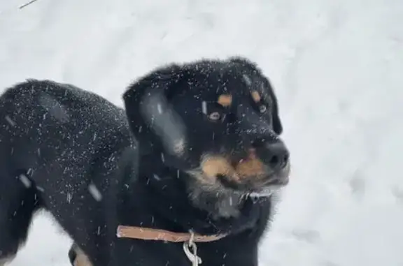 Пропала собака, улица Ильича, Полевской - photo