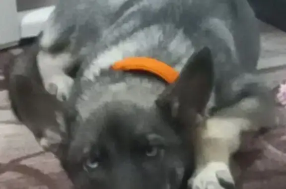 Пропала собака, женский пол, улица Диксона, 11, Норильск - photo