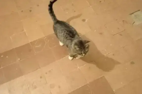 Найдена кошка, Сосенский, фото: Найдена кошка Мальчик, Сосенский (rf1145589)