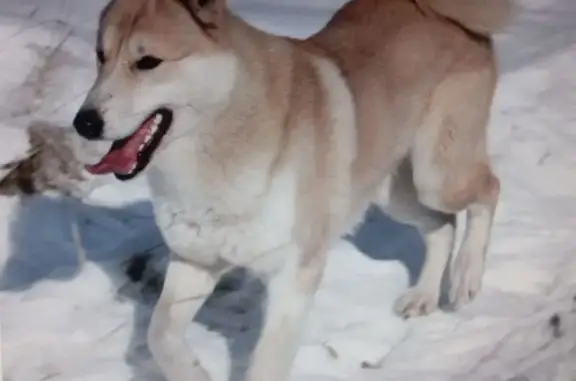 Собаки потеряшки, Кобринское, фото: Потеряшка собака Девочка, Кобринское (rl1145592)