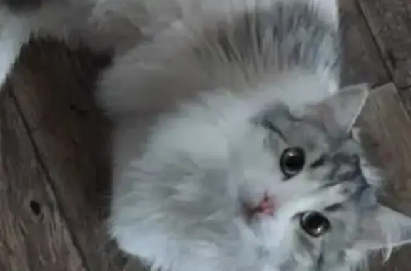 Пропала кошка, улица Добролюбова, 27, Уфа - photo