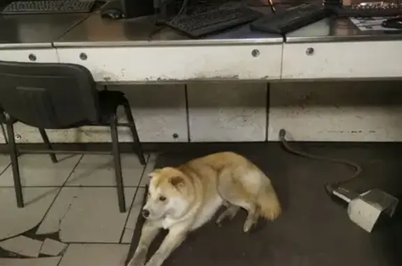 Найдена собака, Нижний Тагил, фото: Найдена собака, улица Металлургов, Нижний Тагил - рыжий с белым, купированные уши