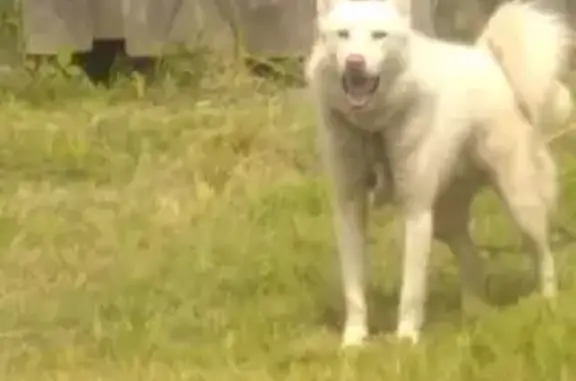 Собаки потеряшки, Белозерск, фото: Потеряшка собака, улица Свободы, 20А, Белозерск