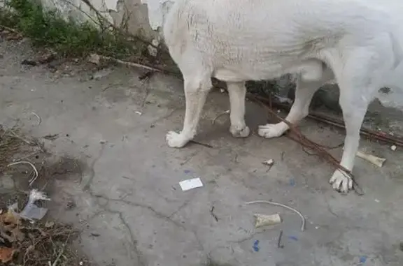 Пропал собака, мужской, Советская улица, 88, Геленджик - белый окрас и ремешок для шлейки - photo