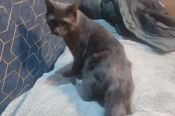 Найден кот, Южноуральская улица, Челябинск - серый, громко мяукал - photo