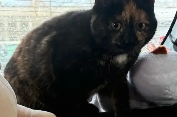 Объявления о пропавших и найденных животных, Москва, фото: Найдена кошка, 1-й Институтский проезд, 5 к14, Москва - черепаховый окрас