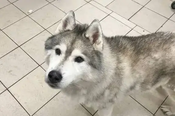 Найдена собака, Йошкар-Ола, фото: Найдена собака, Пролетарская улица, Йошкар-Ола - серо-белая окраска