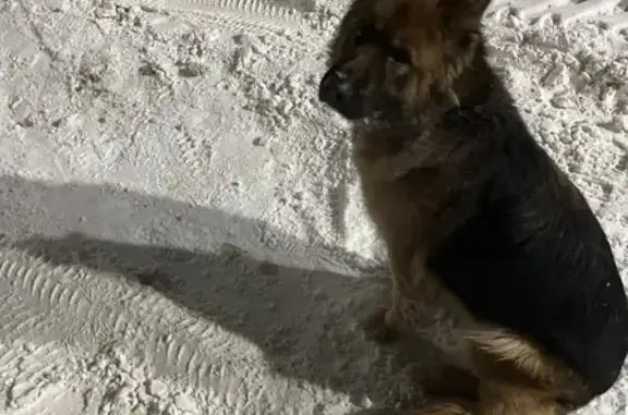 Найдена собака, Чебоксары, фото: Найден собака, улица А.В.Асламаса, 24, Чебоксары - добрый с ошейником