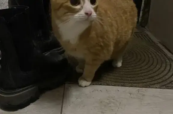 Найденные животные Санкт-Петербург, фото: Найдена кошка, улица Брянцева, 22, Санкт-Петербург - рыжая с белыми лапками