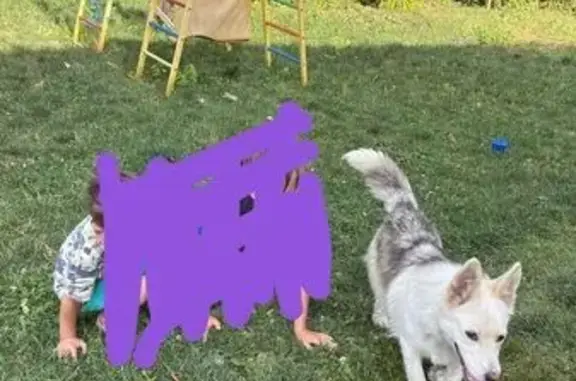 Пропала собака Девочка, Саратов (rl1145603) - photo