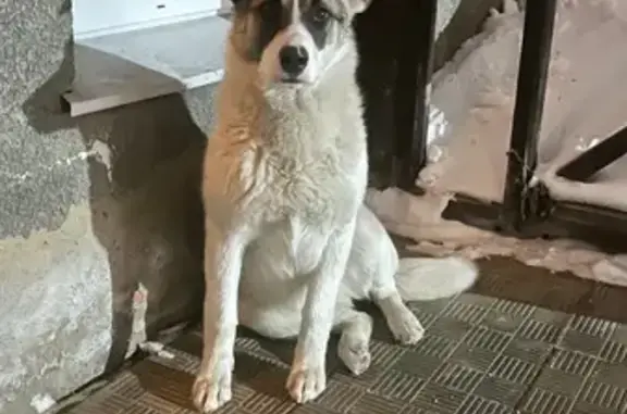 Объявления о пропавших и найденных животных, Томилино, фото: Найдена собака, улица Беляева, 10, Томилино - белый окрас, девочка