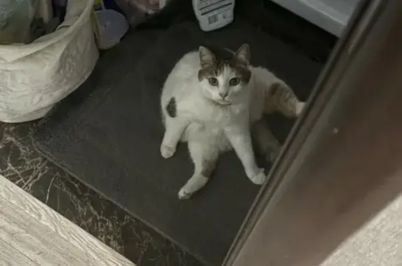 Сегодня утром кошку выпустили гулять и на данный момент неизвестно где она и что с ней, кошка пожилая и стерилизованная, никогда далеко не убегала, и всегда сидела в подъезде а после возвращалась домой. Отзывается на кличку "Буся". Ошейник золотистый, боится чужих людей.