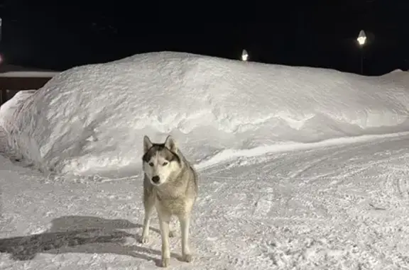 Найдена собака, Чебоксары, фото: Найдена собака, проспект Тракторостроителей, 101 к3, Чебоксары - хаски светлого окраса