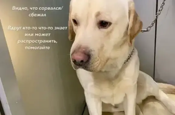 Найдена собака, Нижний Новгород, фото: Найдена собака, улица Дьяконова, 4А, Нижний Новгород