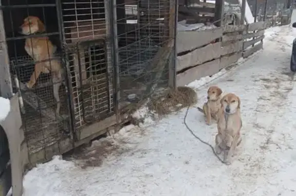 Пропала собака, улица Трояновского, 11, Псков - чепрачный окрас и кожаный ошейник - photo