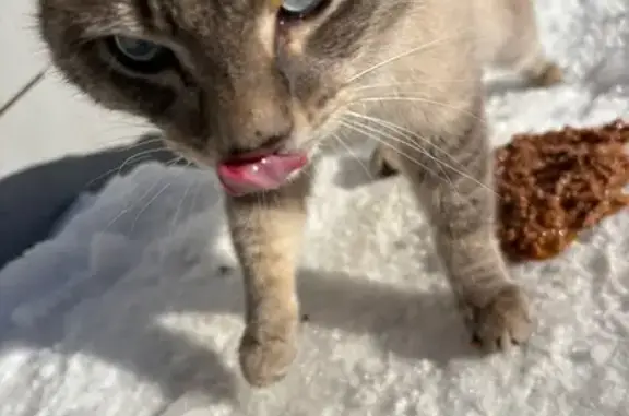 Найдена кошка, Казань, фото: Найдена кошка, улица Лукина, Казань