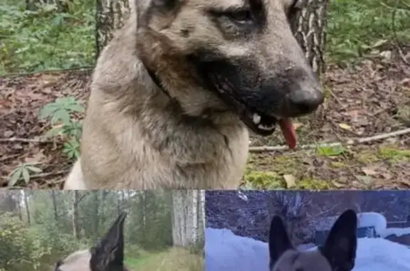 Пропал собака, Никольское сельское поселение, Татарстан - Рекс среднего роста, черные ушки - photo