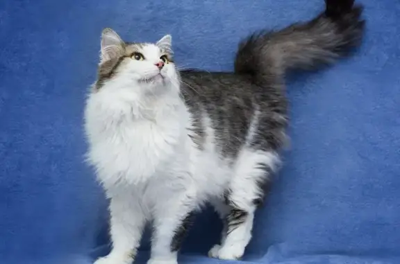 Пропала кошка, Путевой проезд, 12, Москва - photo