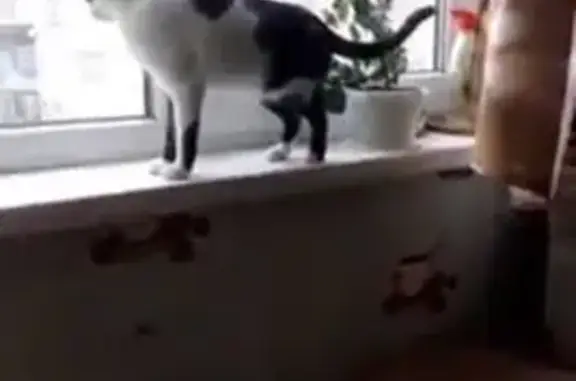 Пропала кошка, улица Чернышевского, 70, городской округ Курск - белая с чёрным - photo