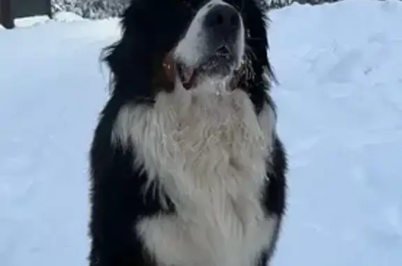 Собаки потеряшки, Карабаново, фото: Потеряшка собака, 4-й Заречный проезд, коттеджный посёлок Сказка