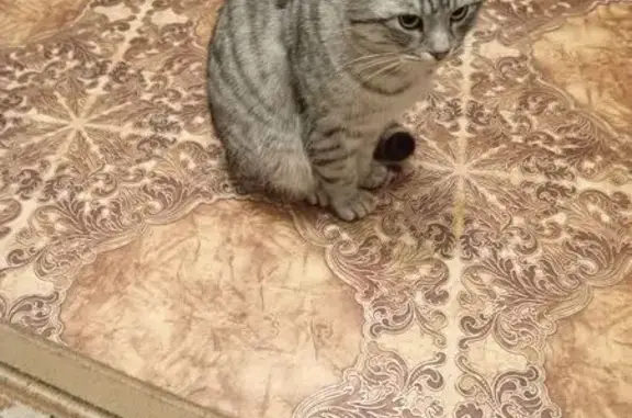 Потерянные животные Лабинск, фото: Пропал кот, улица Льва Толстого, 92, Лабинск - серо голубой