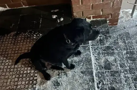 Найдена собака, Сыктывкар, фото: Найдена собака, улица Кутузова, 36, Сыктывкар - девочка лабрадор