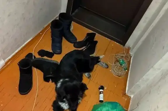 Найдена собака, Коркино, фото: Найден собака, мужской, улица Карла Маркса, 9А, Коркино - метис русского спаниеля