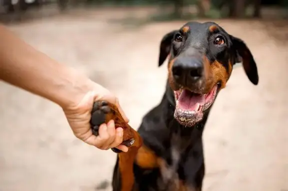 Собаки потеряшки, Богородский городской округ, фото: Потеряшка собака, женский пол, СНТ «Лесная поляна», Богородский городской округ