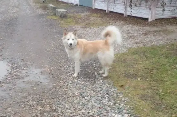Пропал собака, 1-я Первомайская улица, 10, Иваново - рыжо-белый окрас - photo