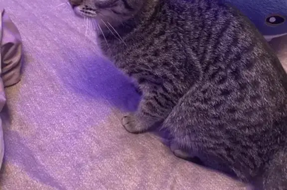 Найдена кошка, Дзержинск, фото: Найдена кошка, Молодёжная улица, 5, Дзержинск - серая, не любит контактировать с другими кошками