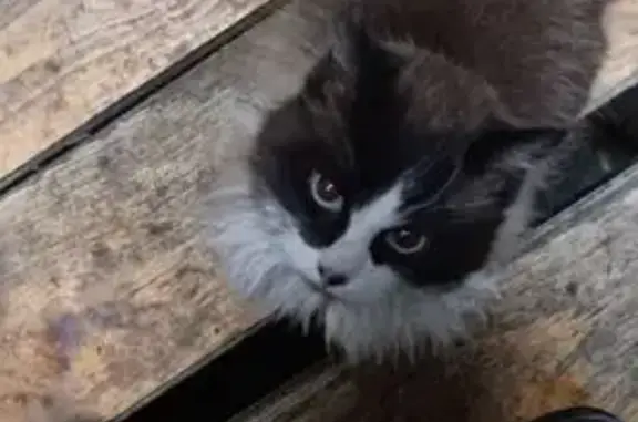 Объявления о пропавших и найденных животных, Ростов-на-Дону, фото: Найдена кошка, улица Степана Разина, 34, Ростов-на-Дону - похожа на сиамскую