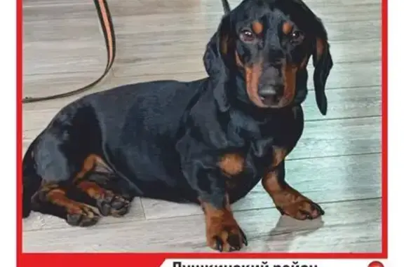 Найдена собака, Нагорное, фото: Найден собака, Красноармейское шоссе, Нагорное - без особых примет