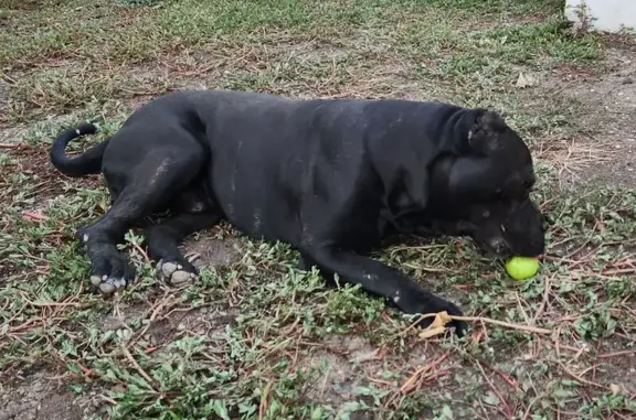 Пропала собака, улица Пушкина, 6А, Змейка - photo