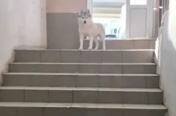 Найден собака, Казань, Татарстан - photo