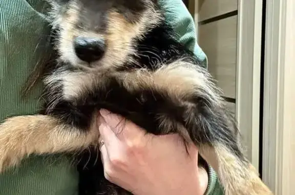 Объявления о пропавших и найденных животных, Артём, фото: Найден собака, Уссурийская улица, 23, Артём - чёрный с палевым окрас