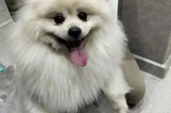 Найдена собака, Йошкар-Ола, фото: Найден собака, улица Машиностроителей, 70, Йошкар-Ола - белый шпиц