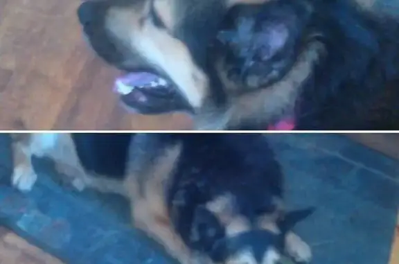 Пропал собака, улица Чекистов, 117, Калининград - пожилой пёс 16 лет - photo