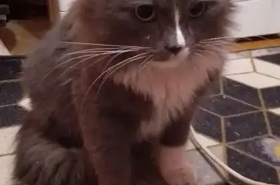 Найдена кошка, Ясная Поляна, фото: Найдена кошка, улица Механизаторов, Ясная Поляна - ласковый, молодой