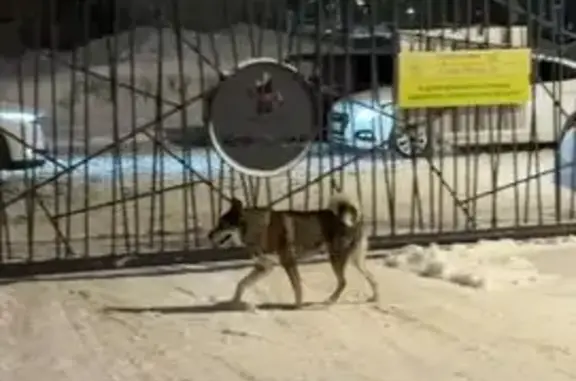 Найдена собака, Казань, фото: Найдена собака, проезд Юнуса Ахметзянова, Казань - лайка или хаски