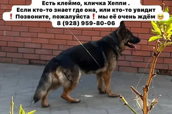 Пропала собака, девочка, Батайск, Ростовская область - photo